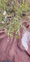 Lepidium fremontii