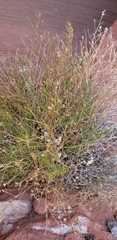 Lepidium fremontii