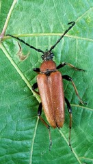 Stictoleptura rubra