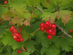 Viburnum opulus opulus