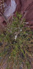 Lepidium fremontii