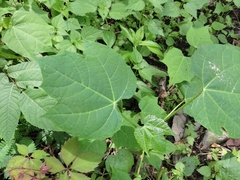 Cnidoscolus multilobus