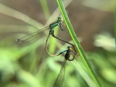 Ischnura