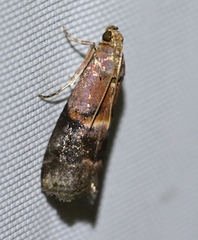 Phycitini