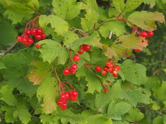 Viburnum opulus opulus