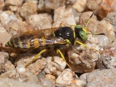 Philanthus