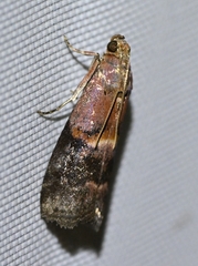 Phycitini