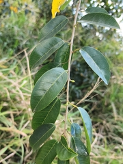 Maclura cochinchinensis