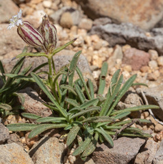 Silene sargentii