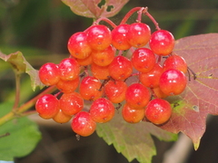 Viburnum opulus opulus