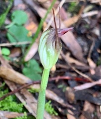 Pterostylis pedunculata