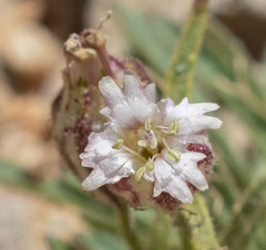 Silene sargentii