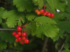 Viburnum opulus opulus