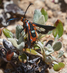 Synanthedon polygoni