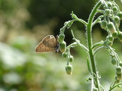 Leptotes pirithous