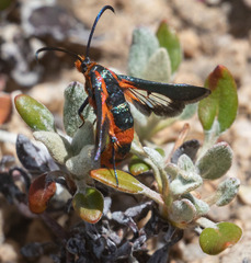 Synanthedon polygoni