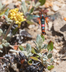 Synanthedon polygoni