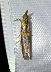 Phycitini