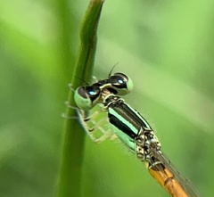 Ischnura