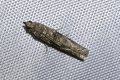 Phycitini