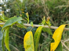 Maclura cochinchinensis