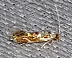 Philonome clemensella