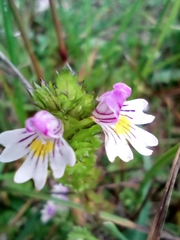 Euphrasia