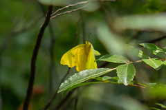 Phoebis philea philea