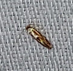 Philonome clemensella