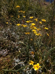Eriophyllum lanatum