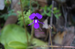 Pinguicula macrophylla