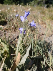 Campanula rotundifolia