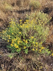 Helichrysum kraussii