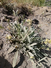 Phacelia