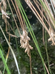 Carex brizoides