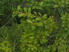 Ilex verticillata