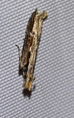 Hypatima