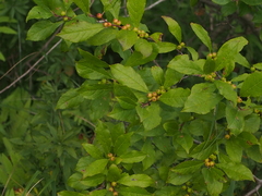 Ilex verticillata