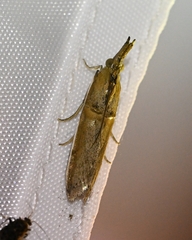 Phycitini