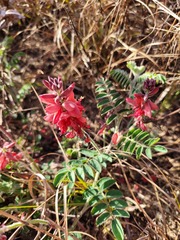 Indigofera sanguinea