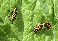Eurydema
