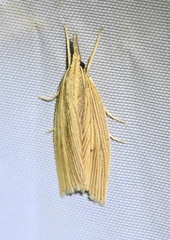 Calamotropha