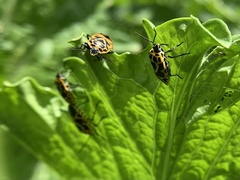 Eurydema