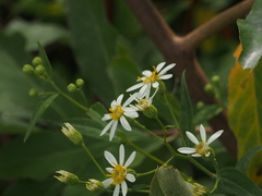 Doellingeria umbellata