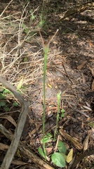 Pterostylis pedunculata
