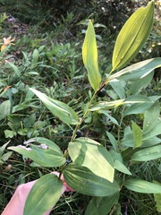 Polygonatum