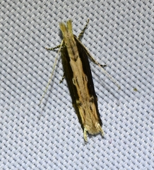 Hypatima spathota