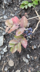 Berberis