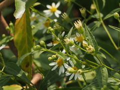 Doellingeria umbellata