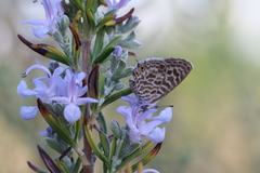 Leptotes pirithous